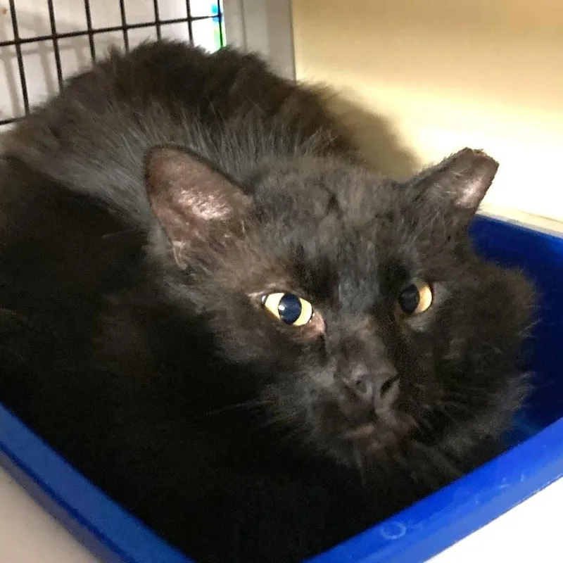 Bear  Handsome  thumbnail 4