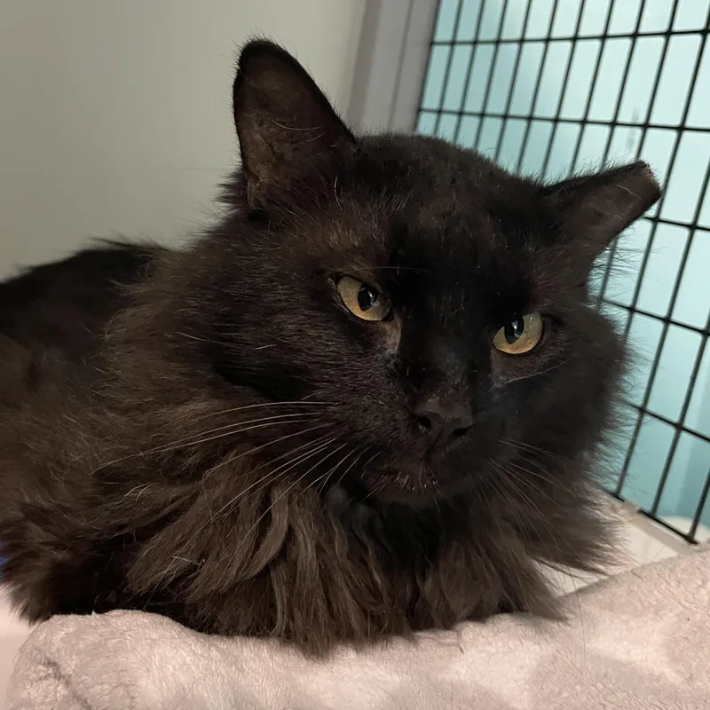 Bear  Handsome  thumbnail 5