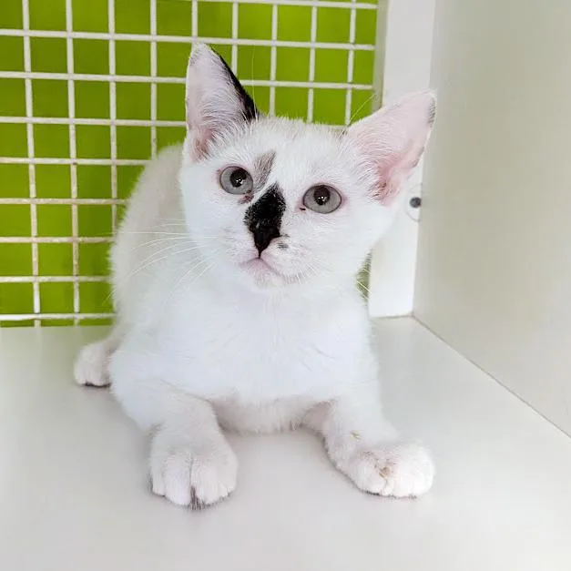 A baby medium-sized male White Manx cat named Kb for adoption in Lake Monroe, FL