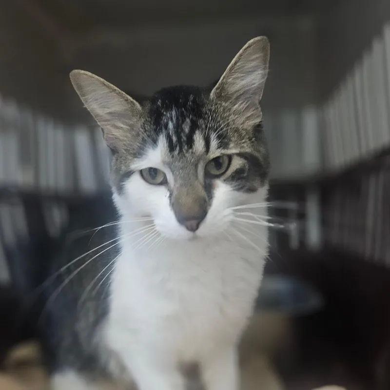 A young medium-sized male Domestic Long Hair cat named Cozy for adoption in Monticello, IA