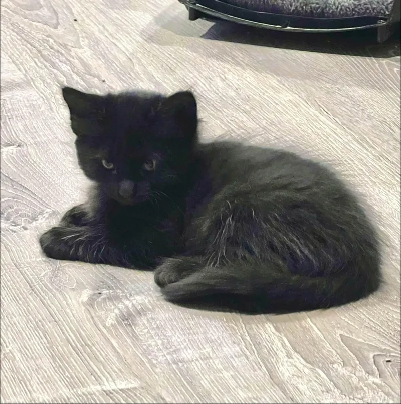 A baby small-sized female Black Domestic Short Hair cat named Starling for adoption in Saint Charles, MO