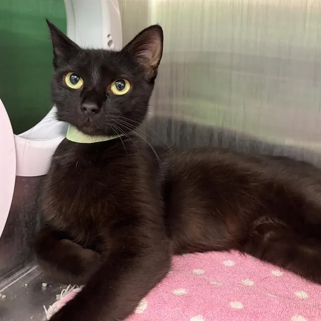 A young small-sized female Domestic Short Hair cat named Inky for adoption in Centerville, MA