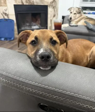 A baby medium-sized female Brown / Chocolate Boxer dog named Pumpkin for adoption in Liverpool, TX