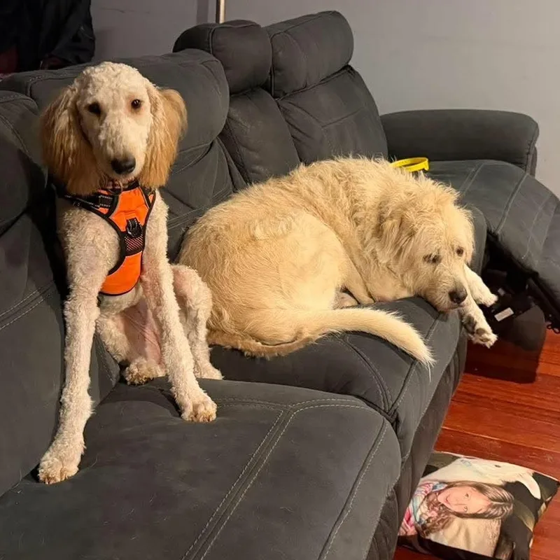 A young medium-sized female Standard Poodle dog named Amelie  Your Sweet for adoption in Houston, TX