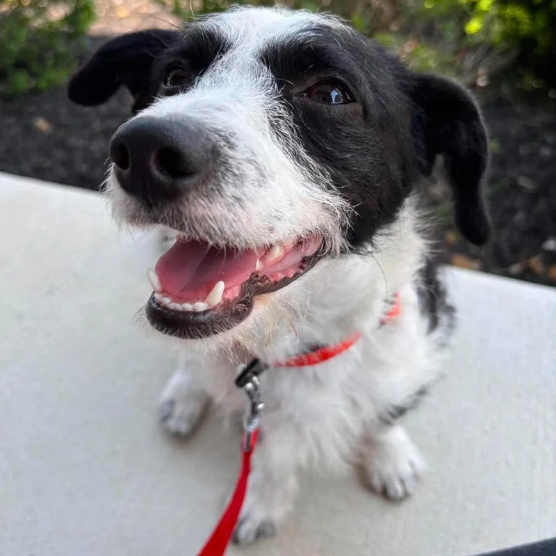 A young small-sized male White / Cream Terrier dog named Bernard for adoption in Jarrettsville, MD