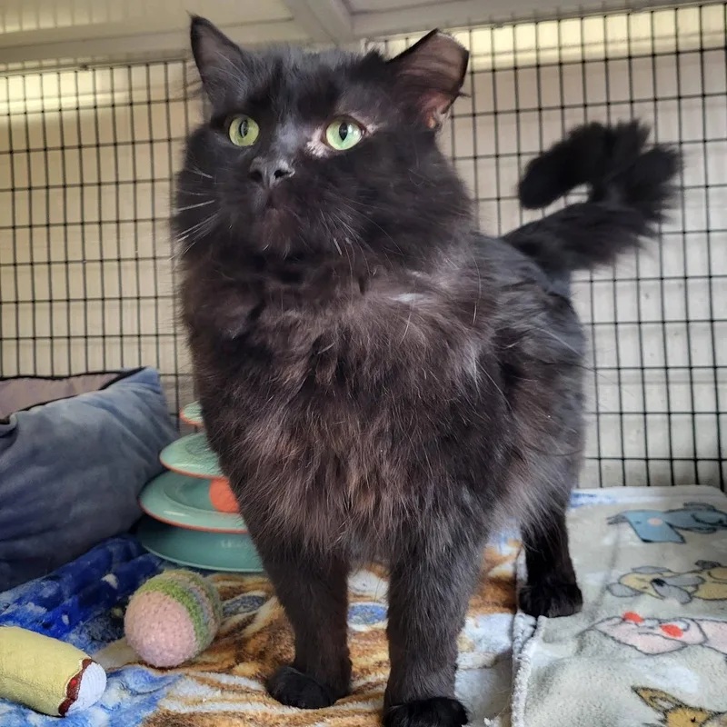 An adult large-sized male Black Domestic Long Hair cat named Beau for adoption in Chilton, WI