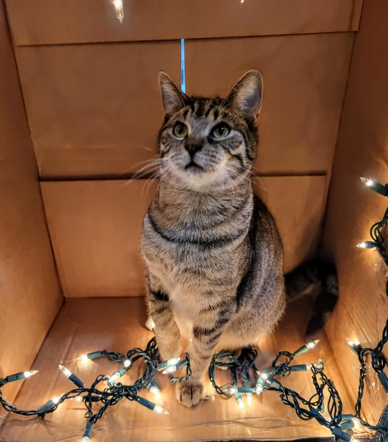 A young small-sized male Domestic Short Hair cat named Darius for adoption in Greensburg, PA