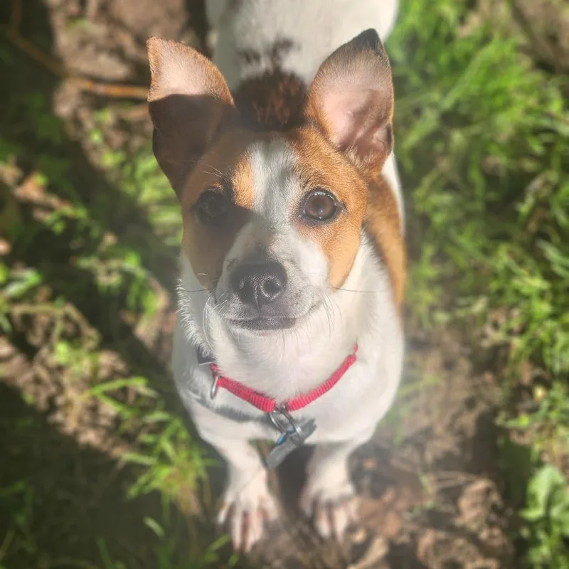 A young small-sized female Jack Russell Terrier dog named Olivia for adoption in Fenton, MI