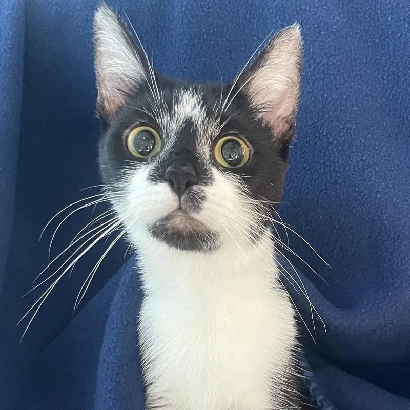 An adult medium-sized female Black Domestic Short Hair cat named Magby for adoption in Chicago, IL