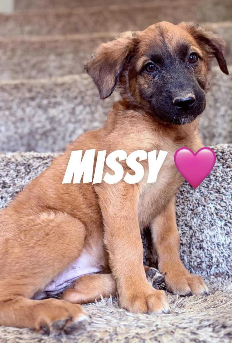 A baby large-sized female German Shepherd Dog dog named Missy for adoption in Felton, PA