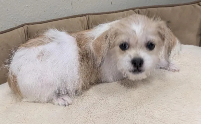 A baby small-sized female Maltese dog named RosanneLittle mo Old Puppy! for adoption in Fort Myers, FL
