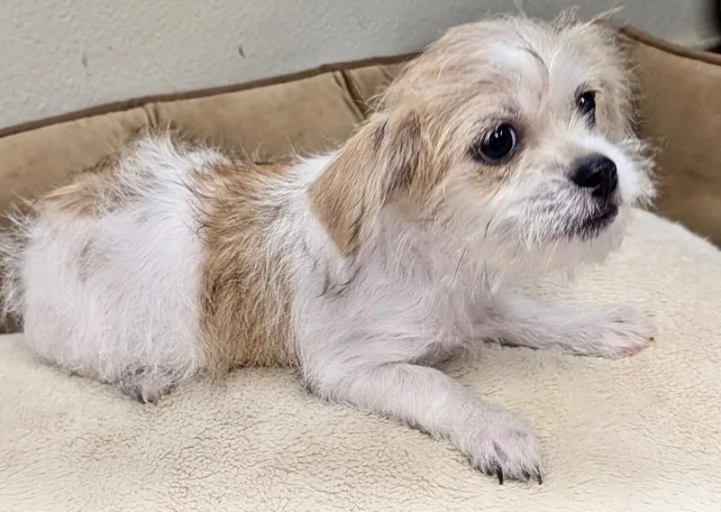 RosanneLittle mo Old Puppy! thumbnail 2