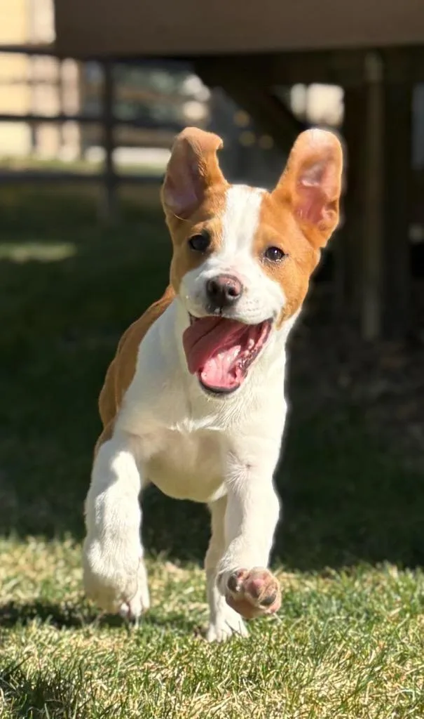 Niffty