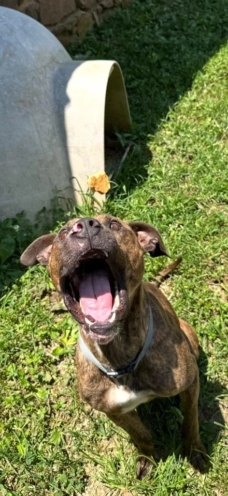 Dog The Dog thumbnail 2