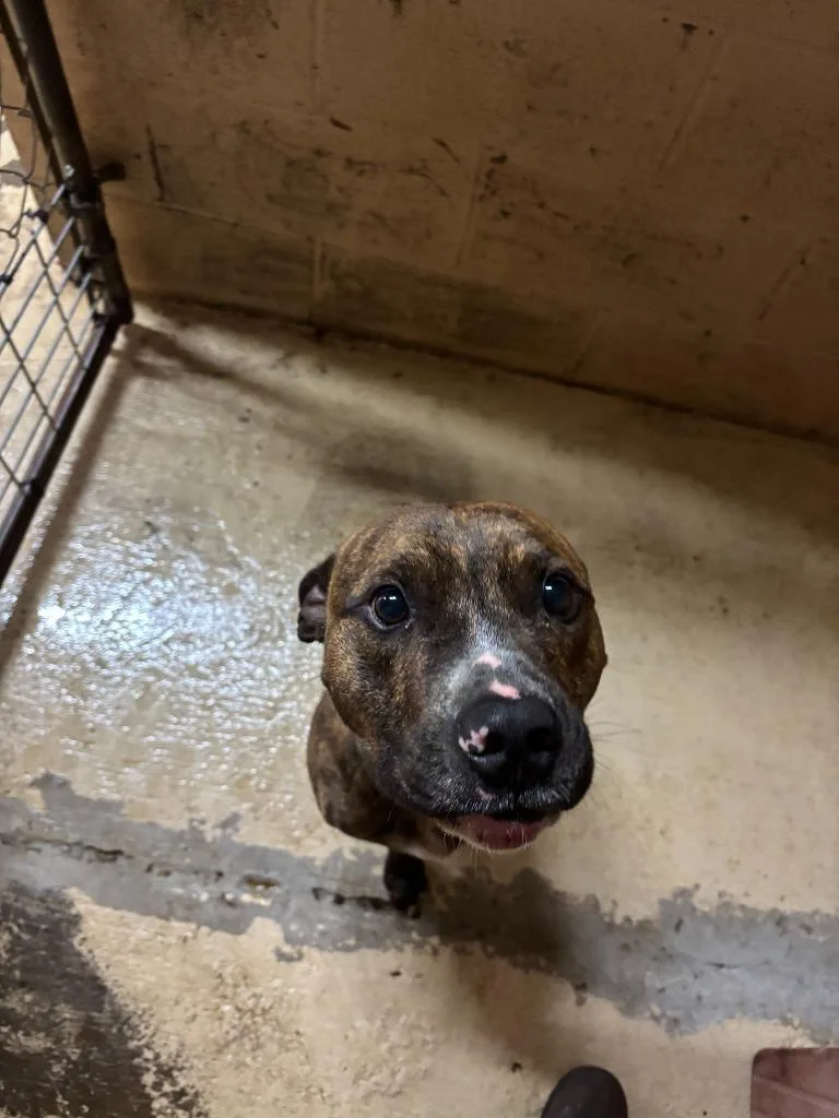 Dog The Dog thumbnail 3