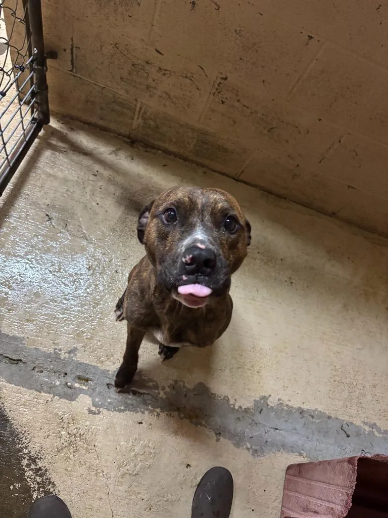 Dog The Dog thumbnail 5