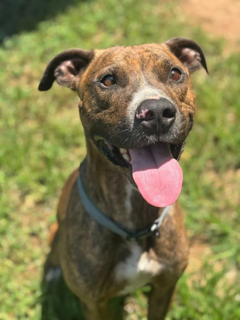 Dog The Dog thumbnail 6