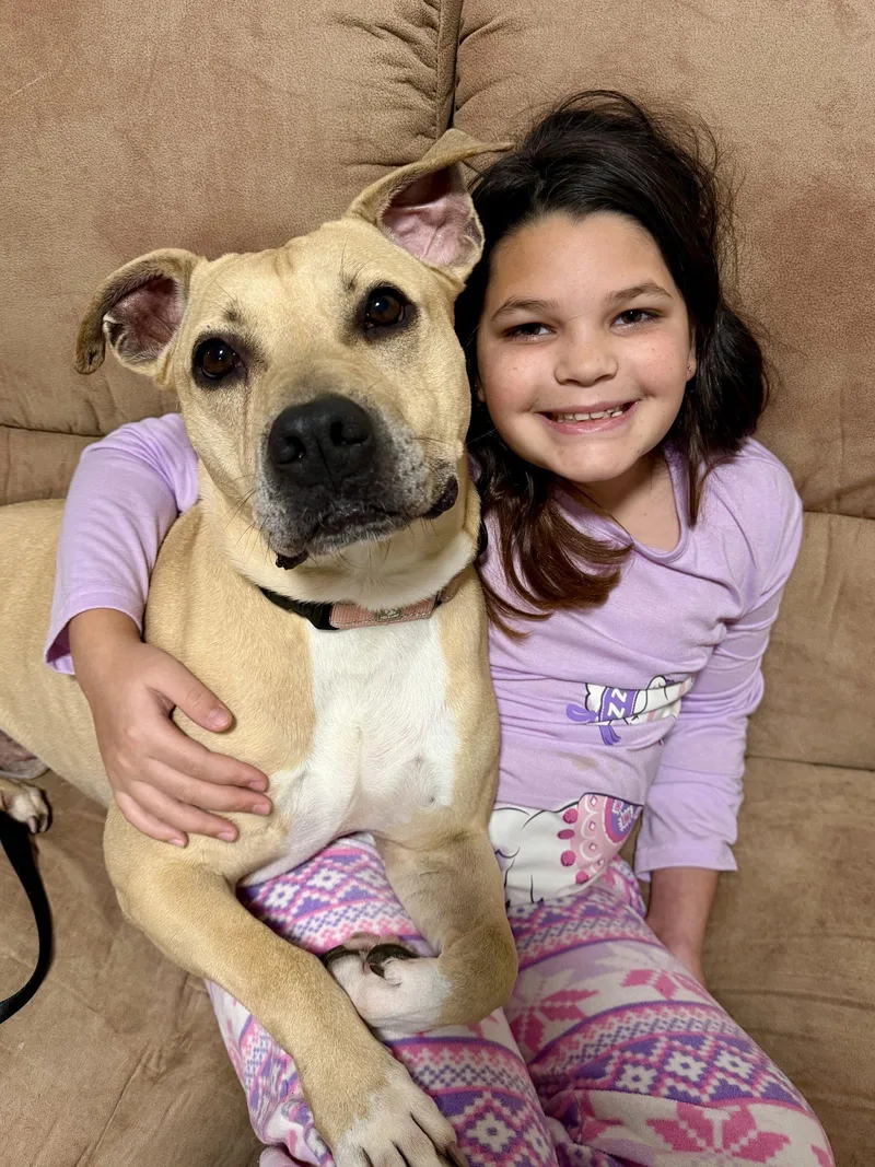 An adult medium-sized male Pit Bull Terrier dog named Jaxson for adoption in Richmond, VA