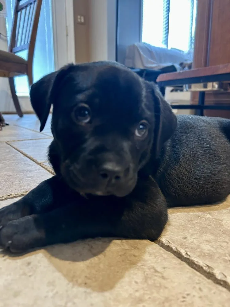 A baby large-sized female Black Labrador Retriever dog named Whitney for adoption in Greenlawn, NY