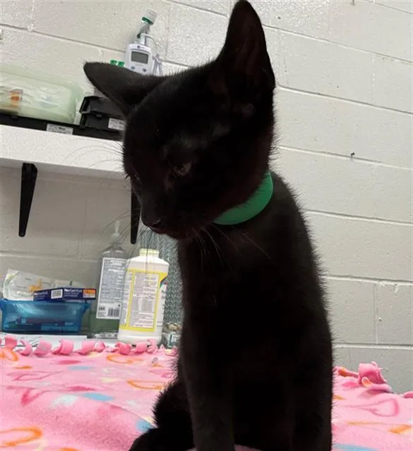 A baby small-sized male Domestic Short Hair cat named Square for adoption in Peoria, IL
