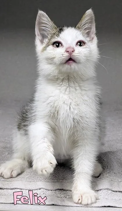 Felix