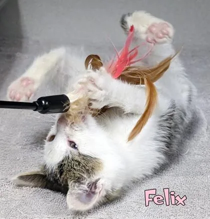 Felix thumbnail 2