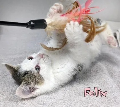 Felix thumbnail 3
