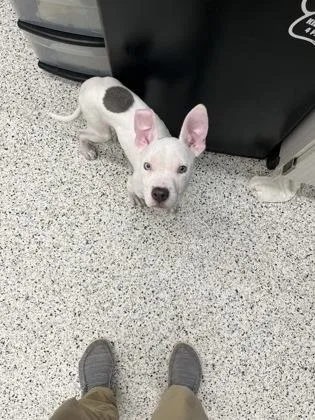 A young small-sized male Mixed Breed dog named Juno for adoption in Atlanta, GA
