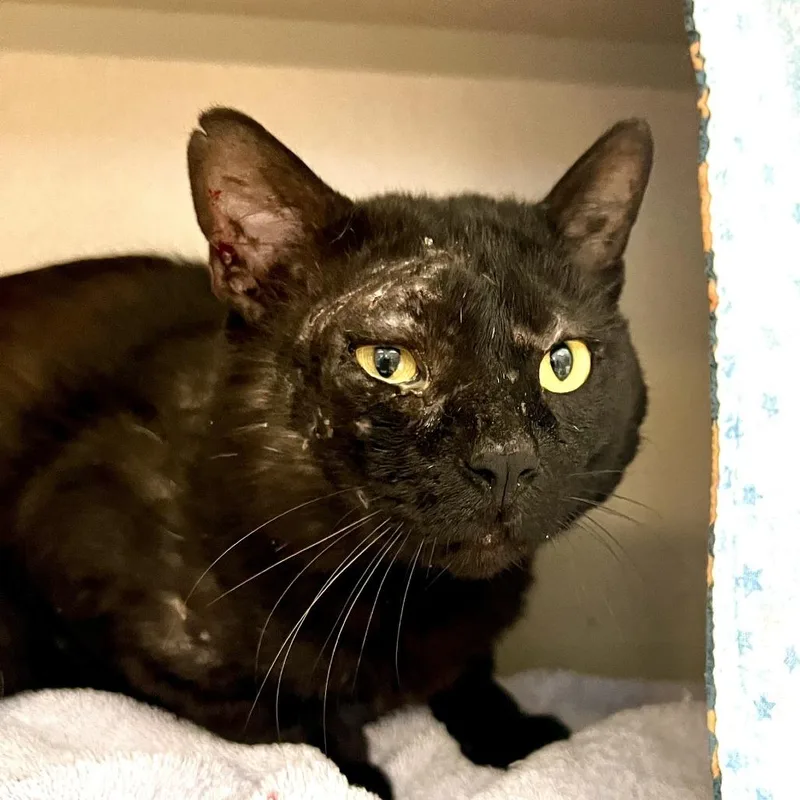 An adult large-sized male Black Domestic Short Hair cat named Atlas for adoption in Tacoma, WA