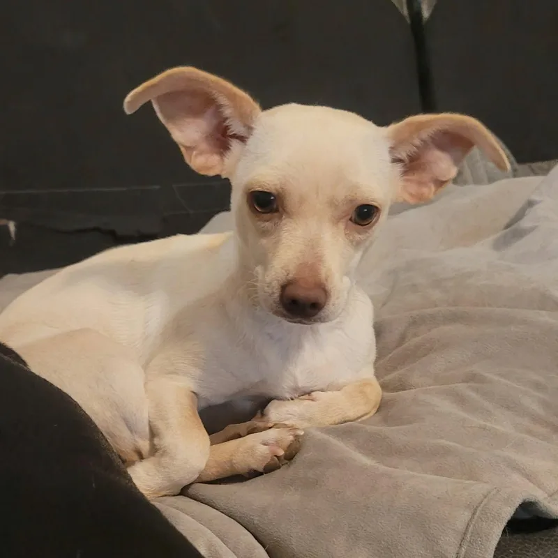 A baby small-sized female Chiweenie dog named Elsa for adoption in Justin, TX