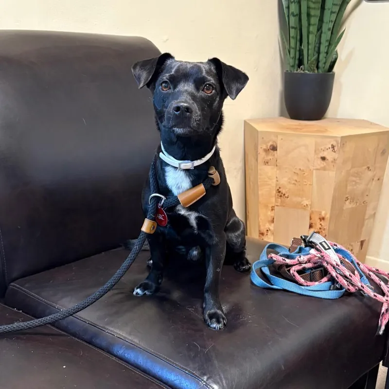 An adult small-sized male Black Chihuahua dog named Panther for adoption in Long Beach, CA