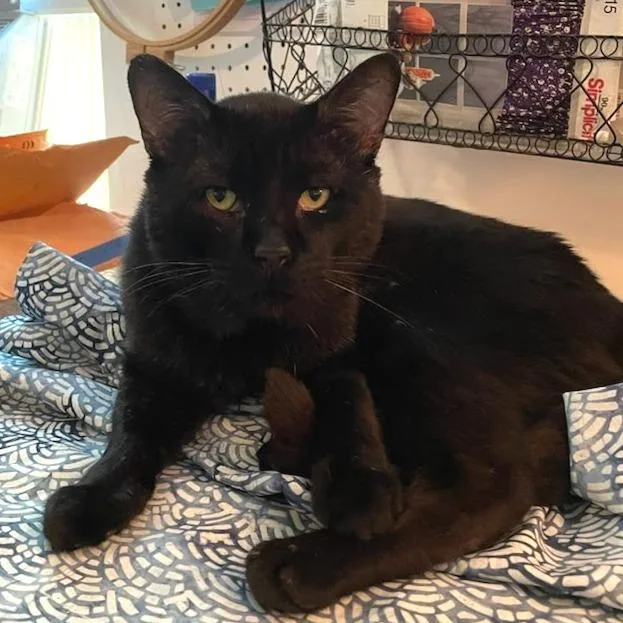 A senior large-sized male Black Domestic Short Hair cat named Velcro for adoption in Brimfield, MA