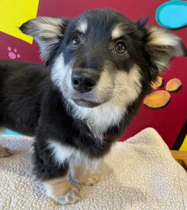 A baby small-sized male Corgi dog named Picanio for adoption in Jackson, MI