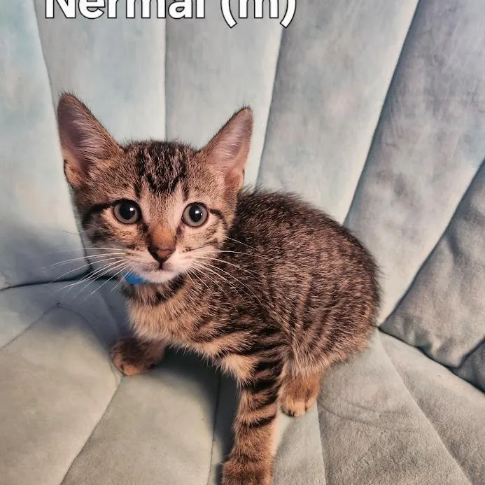 Nermal thumbnail 3