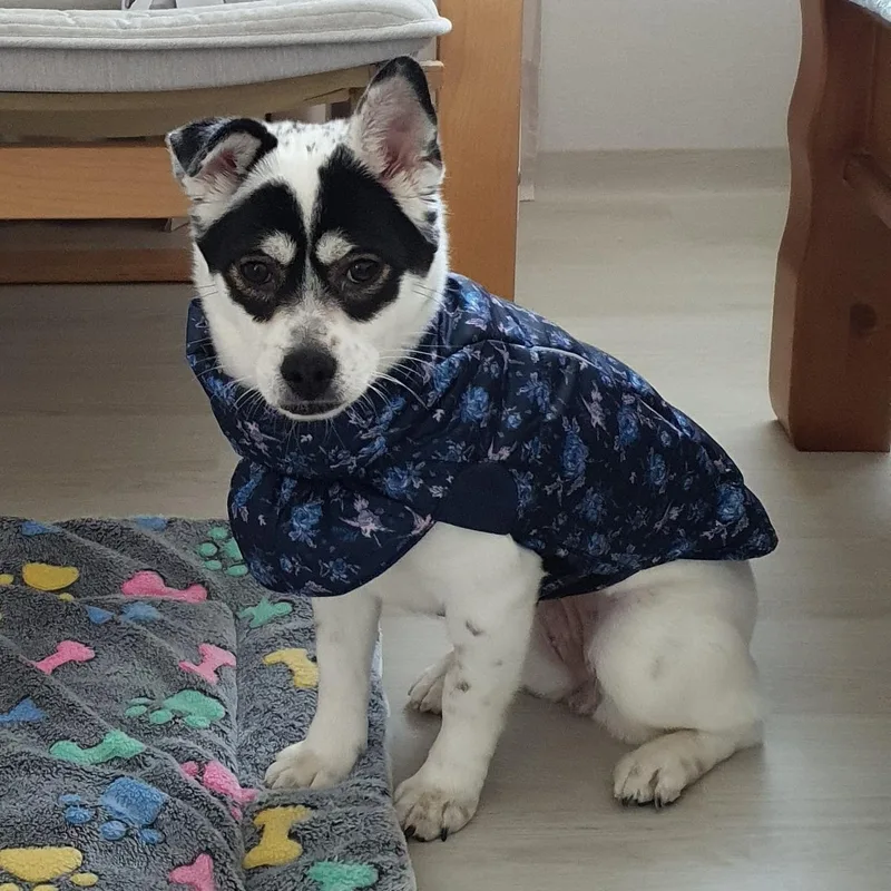 A young small-sized female Mixed Breed dog named Panda for adoption in Duluth, GA