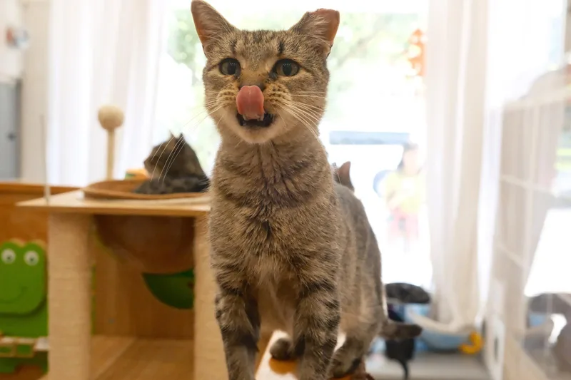 A young medium-sized female Domestic Short Hair cat named Gale for adoption in South Ozone Park, NY