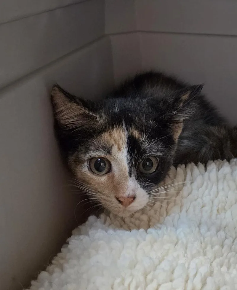 A baby small-sized female Domestic Short Hair cat named Jaws for adoption in Burnsville, NC