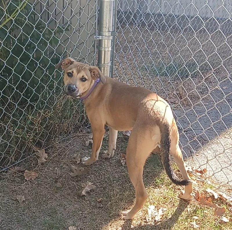 An adult medium-sized female Mixed Breed dog named Jessica for adoption in North Little Rock, AR