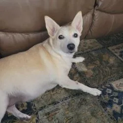 A senior medium-sized female Golden Cardigan Welsh Corgi dog named Gretel for adoption in West Palm Beach, FL