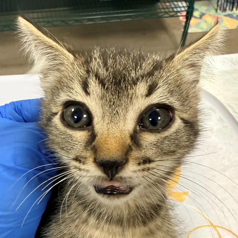 A baby small-sized male Brown / Chocolate Domestic Short Hair cat named 108675 for adoption in Las Cruces, NM