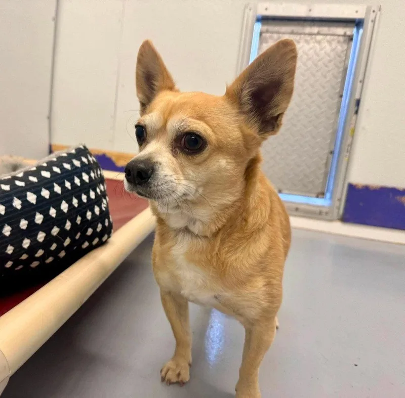 An adult small-sized male Chihuahua dog named Chonco for adoption in Saint George, UT