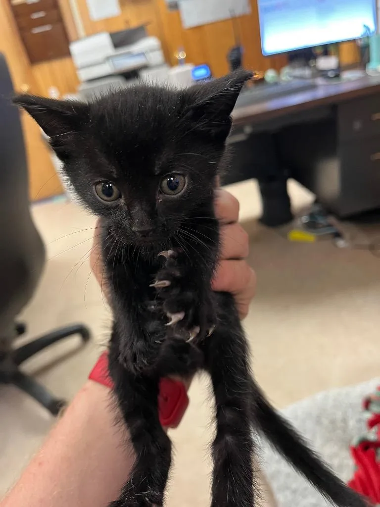 A baby medium-sized male Domestic Short Hair cat named Finn for adoption in Benton, AR