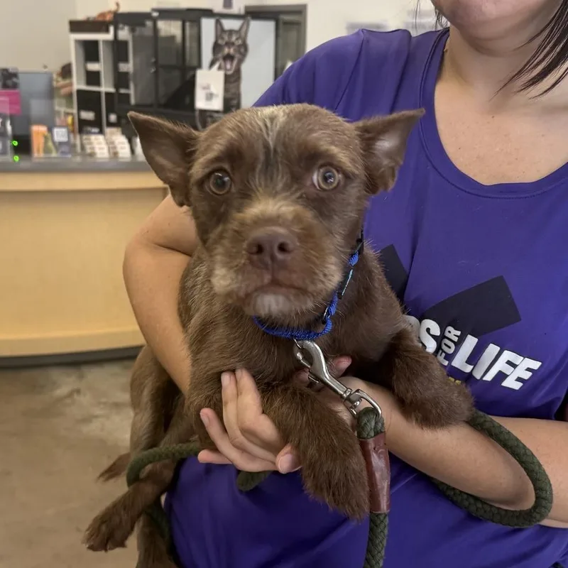 An adult small-sized female Brown / Chocolate Mixed Breed dog named Takoyaki for adoption in Houston, TX