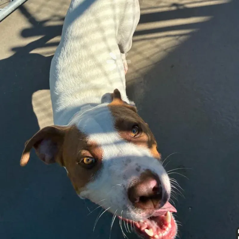 An adult medium-sized male White / Cream Mixed Breed dog named Benny Hill for adoption in Red House, WV