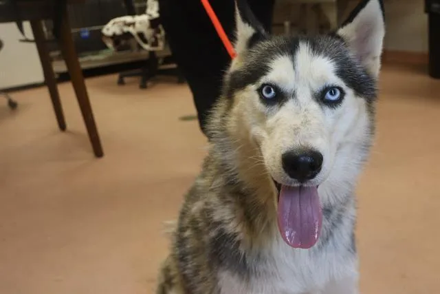 A young large-sized male Mixed Breed dog named Brantley for adoption in Columbia, SC