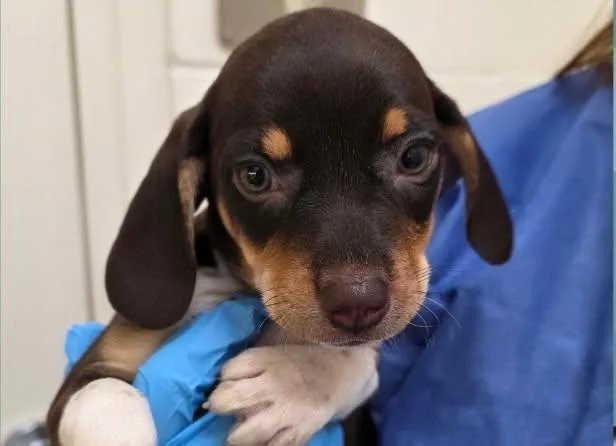 A baby small-sized female Brown / Chocolate Beagle dog named Lyra for adoption in Watertown, WI