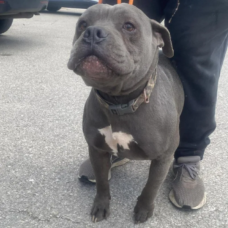 A senior large-sized male Gray / Blue / Silver Mixed Breed dog named Ryder Stray Hold for adoption in Huntington, WV
