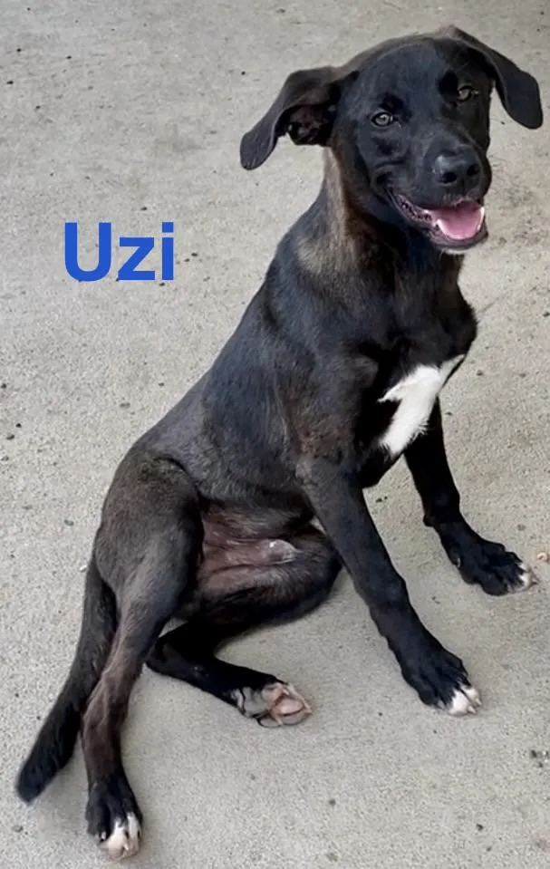 A baby medium-sized male Black Mixed Breed dog named Uzi for adoption in Pomeroy, OH