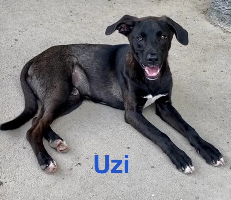 Uzi thumbnail 2