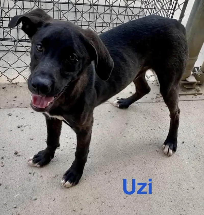 Uzi thumbnail 4